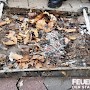 Quelle: (c) FFV Abteilung Presse und Öffentlichkeitsarbeit